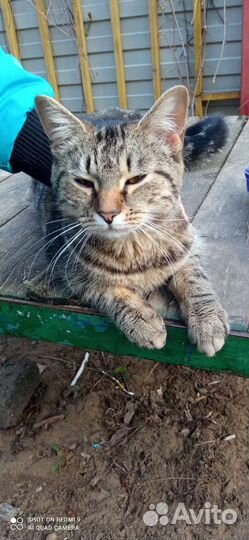 Котя в добрые руки