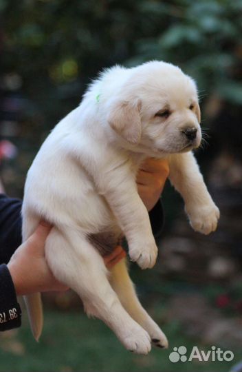 Лабродоры щенки