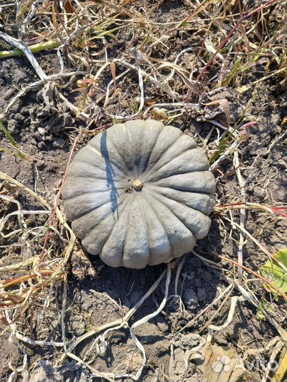 Тыква оптом