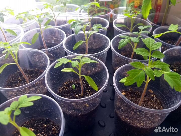 Комнатный томат рассада и семена
