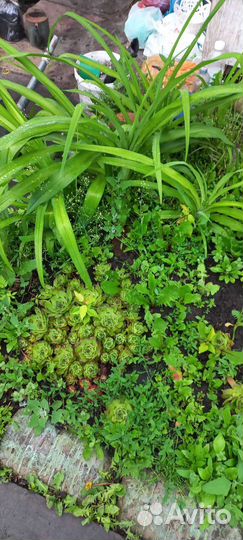 Цветы. Многолетники