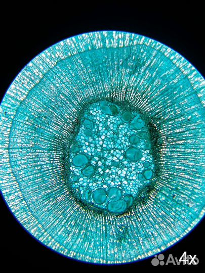 Микроскоп levenhuk rainbow 2l Plus