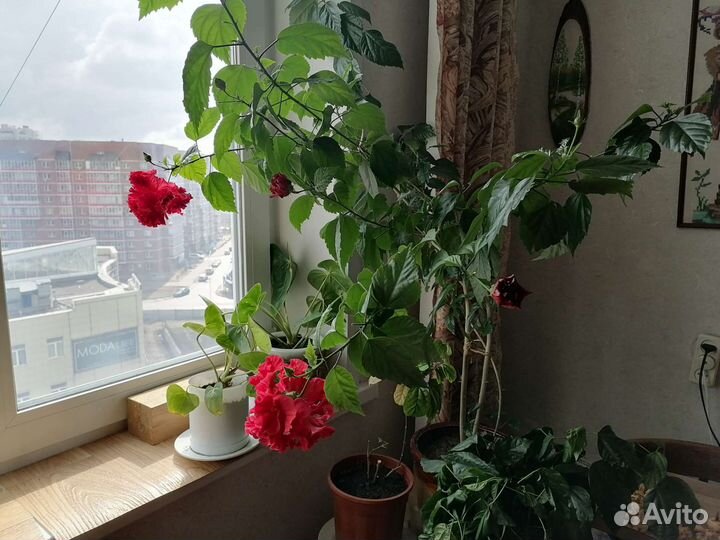 Гибискус китайская роза, продаются цветы на 2 фото