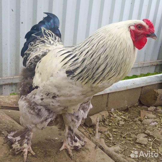 Петух брама