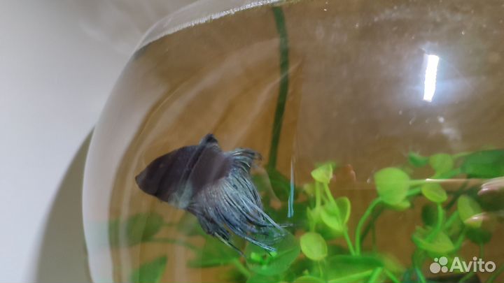 Аквариум с рыбками