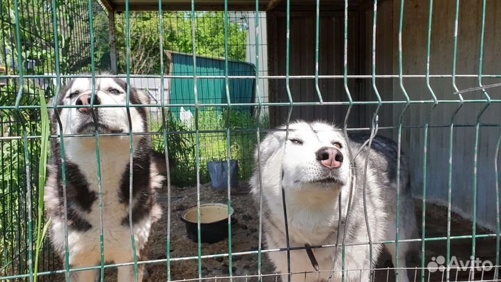 Хаски в добрые руки