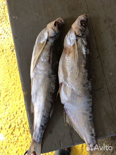 Рыба / от производитель