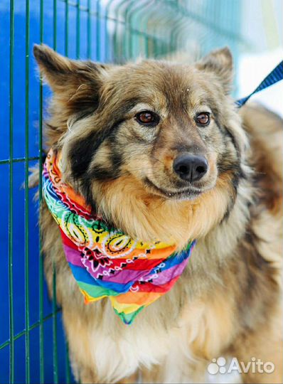 Пушистая красавица из приюта ищет дом