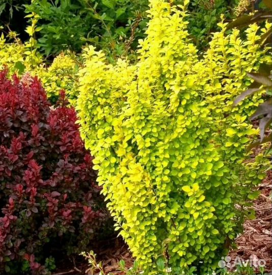 Барбарис тунберга Ауреа