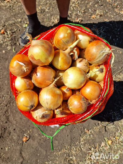 Лук репчатый