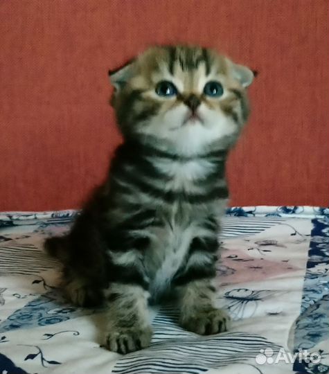 Шотландские вислоухие котята
