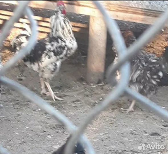 Яйцо инкубационное Ливенских ситцевых