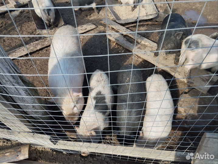 Вьетнамские поросята