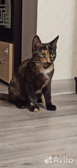 Курильский бобтейл