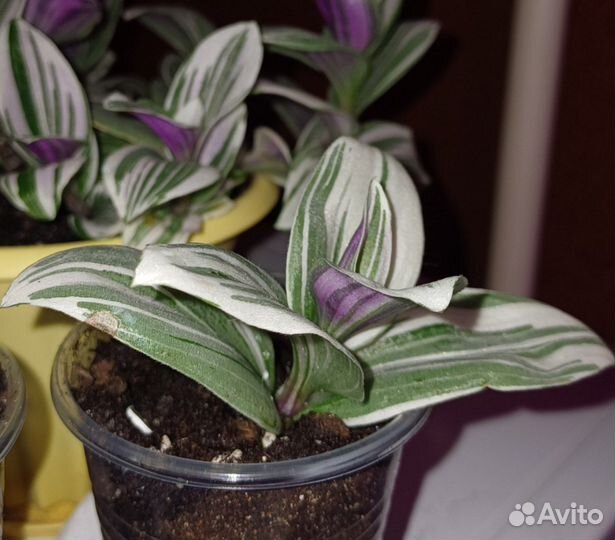 Традесканция