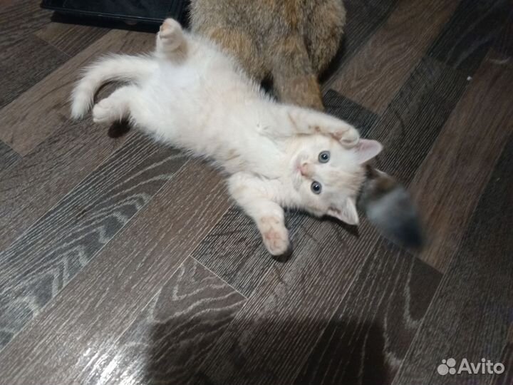 Котёнок