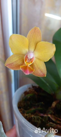 Орхидея Orange blossom