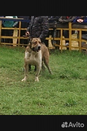 Домашние животные собаки Алабай
