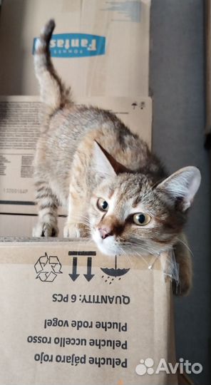 Котенок в дар