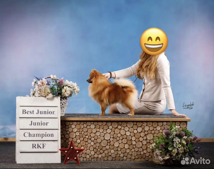 Шпиц на вязку