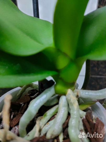 Орхидея фаленопсис