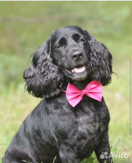 Спаниельку выкинули