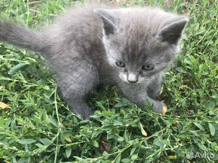 Котята в добрые руки даром