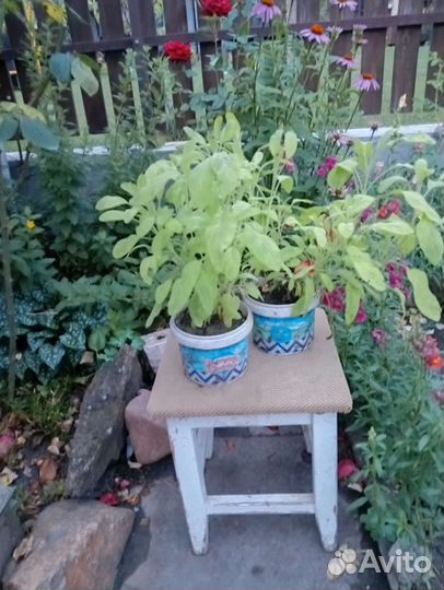 Шалфей дубравный