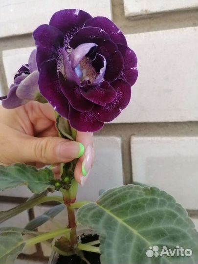 Глоксинии цветущие