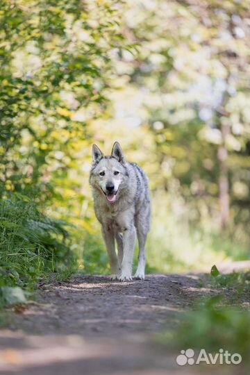Метис лайки в добрые руки