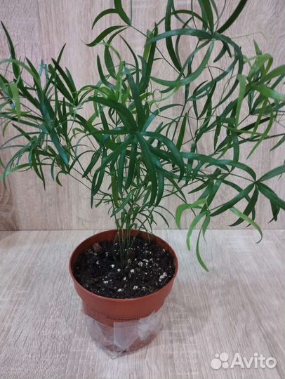 Аспарагус серповидный