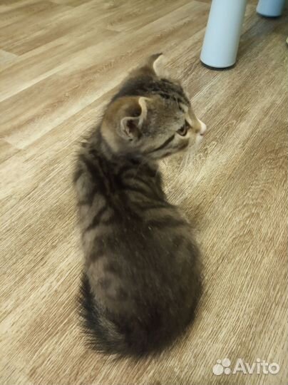 Вислоухая кошечка Пятница ищет своего Робинзона