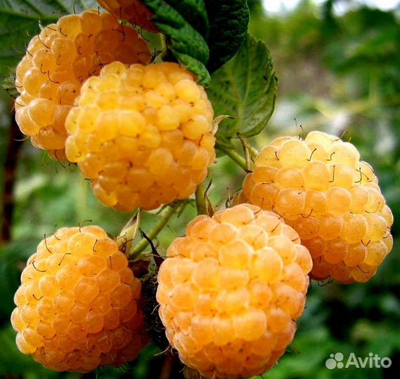 Саженцы Малина, яблони, смородина, жимолость и др