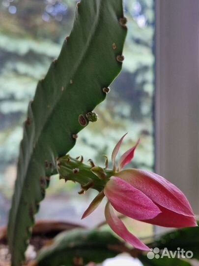 Хлорофитум кудрявый, кактус, герань