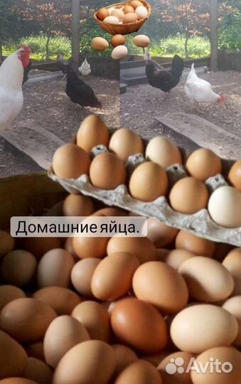 Домашние куриные яйца