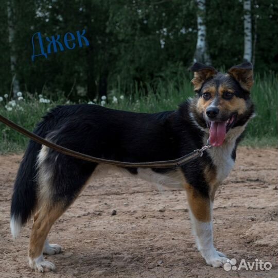 Трехцветные собаки принесут вам счастье