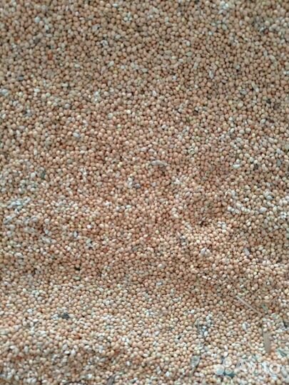 Просо жёлтое