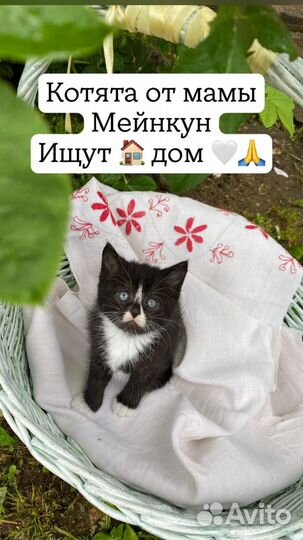 Котята