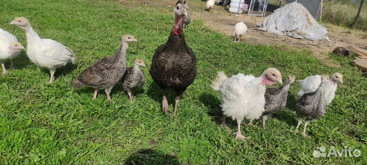 Индюшка с индюшатами