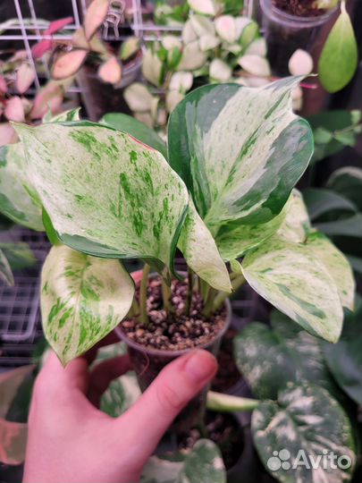 Сциндапсусы,эпипремнумы 2