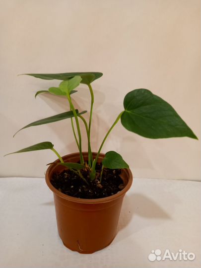 Антуриум оранжевый