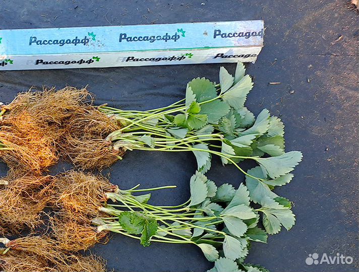 Рассада клубники. Оптом от 128 шт