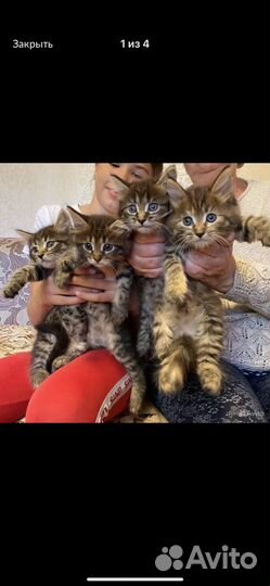 Домашние пушистики