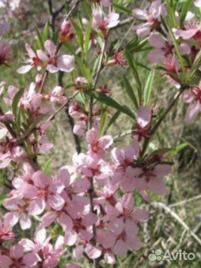 Миндаль степной, бобовник. Саженцы