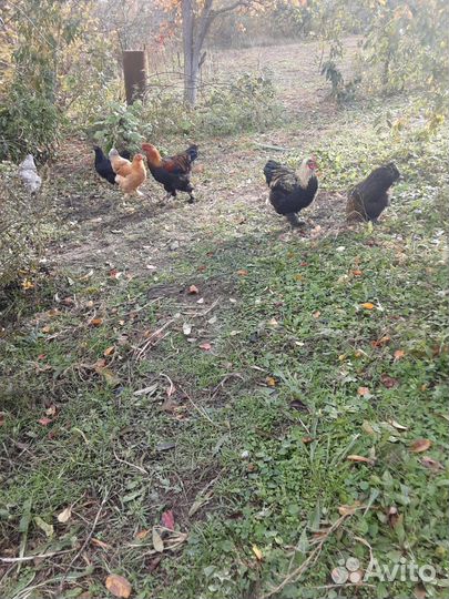 Куры домашние
