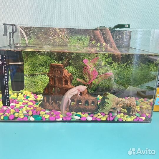 Аксолотоль