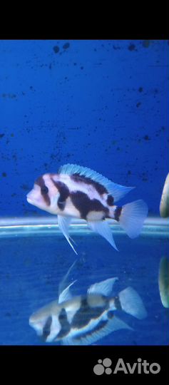 Фронтоза Бурунди