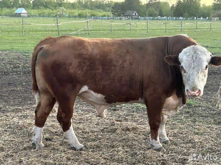 Коровы с телятами бык