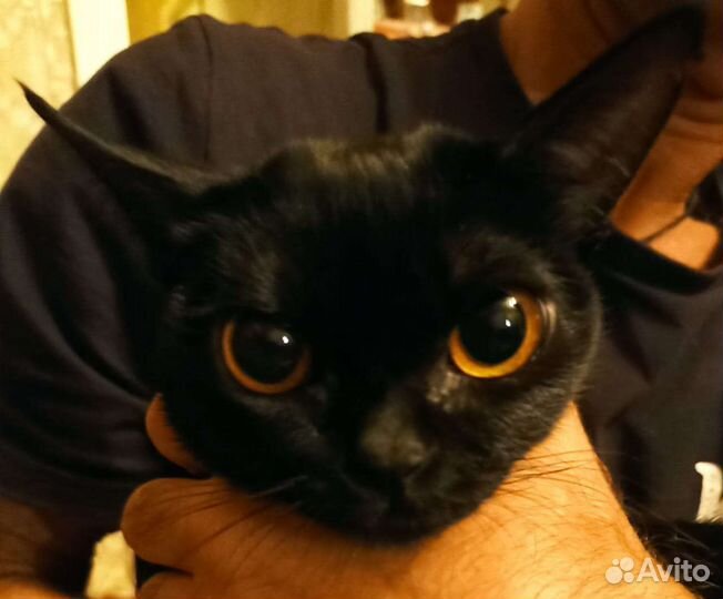 Бомбейская кошечка
