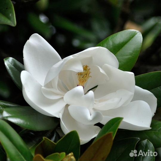 Магнолия грандифлора сорт Альта